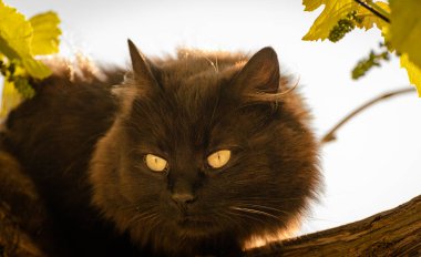 izlerken bir kedi portresi