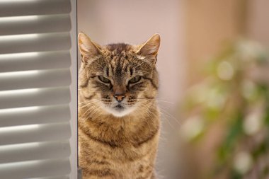 izlerken bir kedi portresi