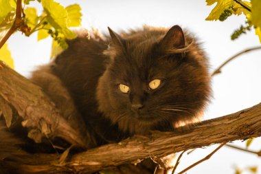 izlerken bir kedi portresi