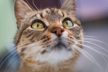 izlerken bir kedi portresi