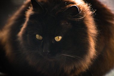 izlerken bir kedi portresi