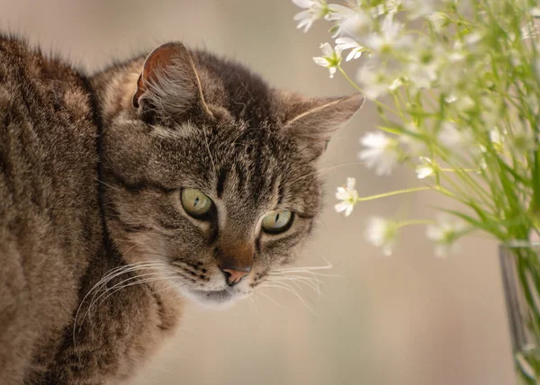 Izlerken Bir Kedi Portresi — Stok fotoğraf