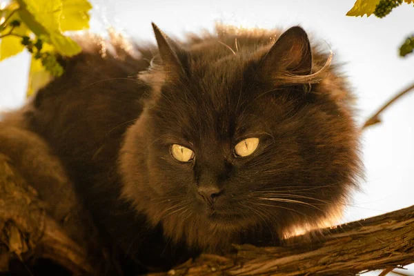 Retrato Gato Observador — Foto de Stock