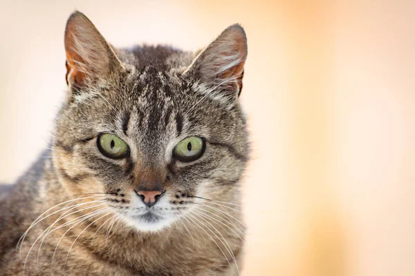 見ている猫の肖像画 — ストック写真