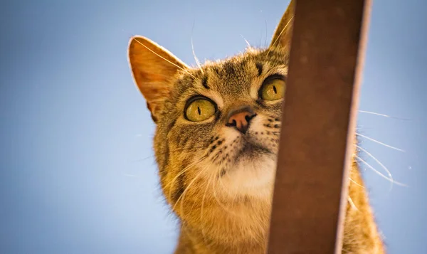 Retrato Gato Observador — Fotografia de Stock