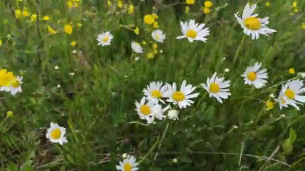 Delicate Veldmadeliefjes Karpaten — Stockvideo