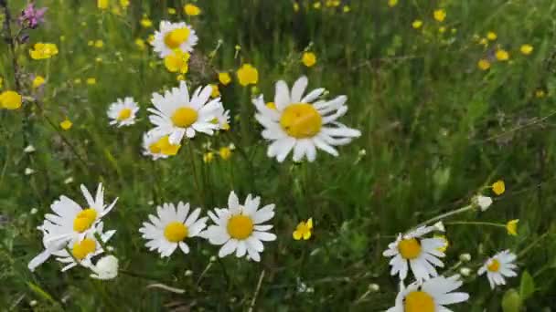 Delicate Veldmadeliefjes Karpaten — Stockvideo