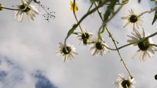 Delicate Field Daisies Carpathians — Stock Video