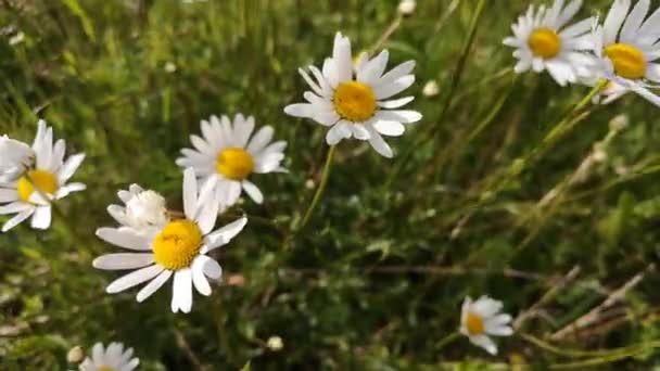 Delicate Veldmadeliefjes Karpaten — Stockvideo