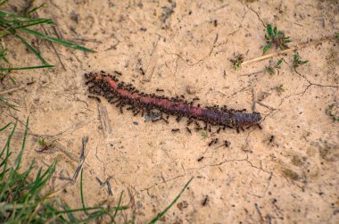 Ölü Gulliver denilen manzara 
