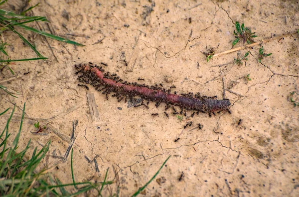 Ölü Gulliver denilen manzara 