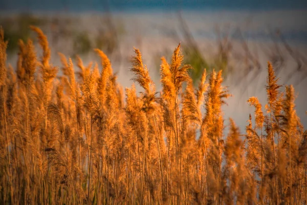 Landschap Genaamd Winderige Opwinding — Stockfoto