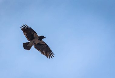 Kuzgun akşam gökyüzünde uçuyor