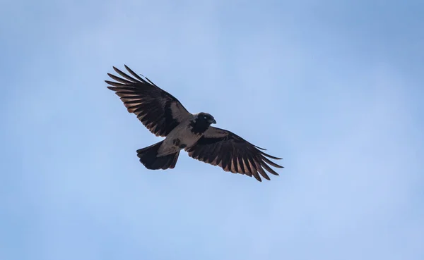 Raven Está Volando Cielo Noche —  Fotos de Stock