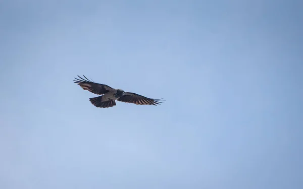 Raven Está Volando Cielo Noche — Foto de Stock