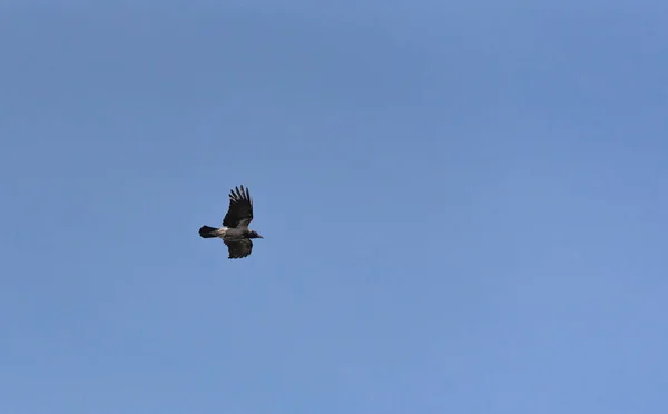 Raven Está Volando Cielo Noche — Foto de Stock