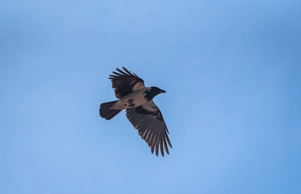 Raven Está Volando Cielo Noche — Foto de Stock
