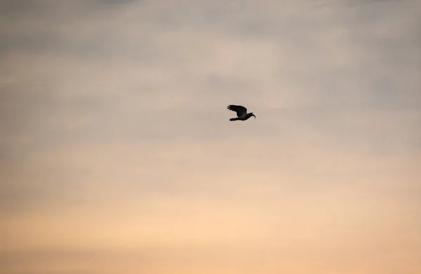 Raven Está Voando Céu Noite — Fotografia de Stock