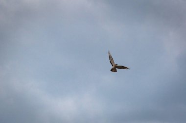 Şahin fırtınalı bir gökyüzünde uçar