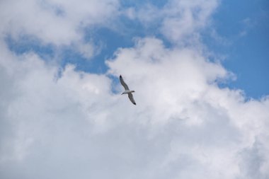 Fırtınalı bir gökyüzünde bir martı uçuyor