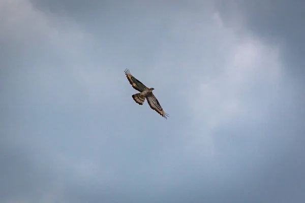 Falke Fliegt Stürmischem Himmel — Stockfoto