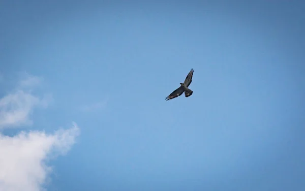Falcon Летит Бурном Небе — стоковое фото