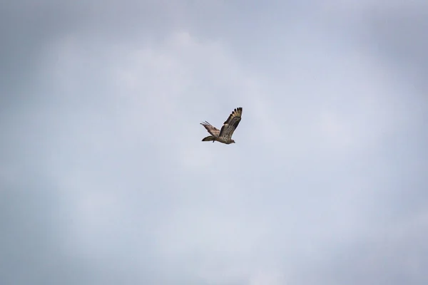 猎鹰在暴风雨的天空中飞翔 — 图库照片
