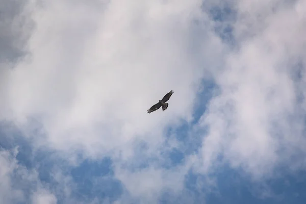 Falken Flyger Stormig Himmel — Stockfoto