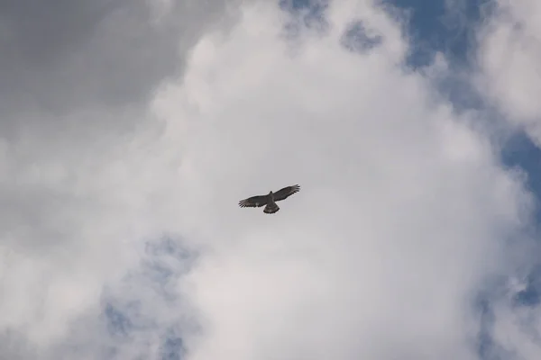 Valk Vliegt Een Stormachtige Lucht — Stockfoto