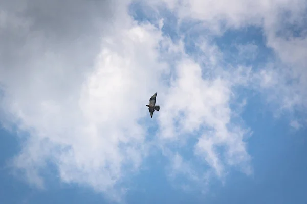 Falken Flyger Stormig Himmel — Stockfoto