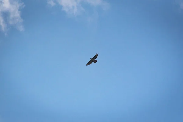Valk Vliegt Een Stormachtige Lucht — Stockfoto