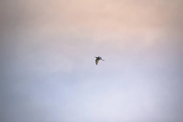 Heron Letí Bouřlivé Obloze — Stock fotografie