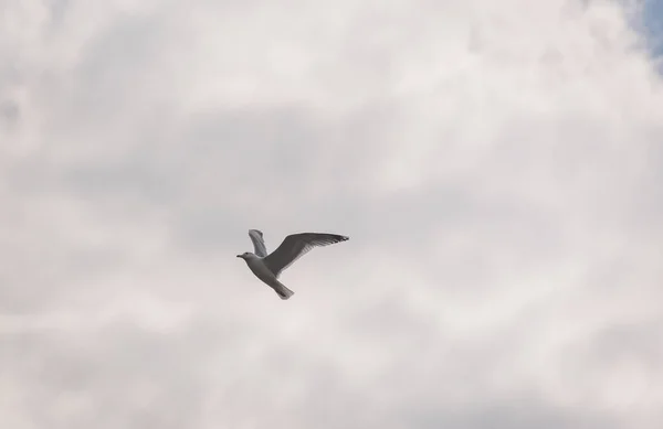 Uma Gaivota Voa Num Céu Tempestuoso — Fotografia de Stock