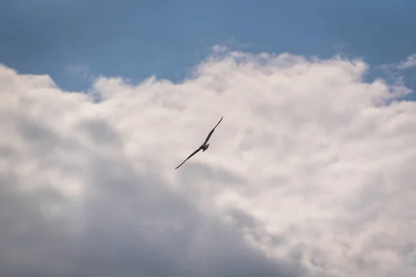 Чайка Летить Штормовому Небі — стокове фото