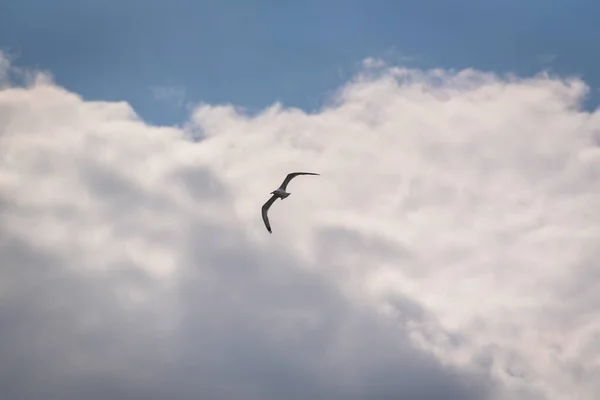 Een Meeuw Vliegt Een Stormachtige Lucht — Stockfoto