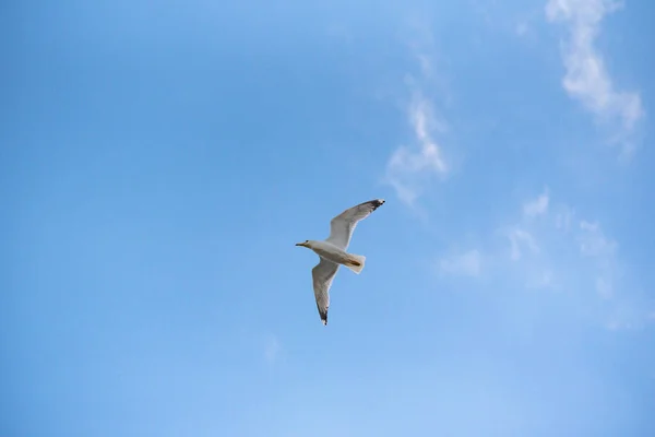 Una Gaviota Vuela Cielo Tormentoso —  Fotos de Stock