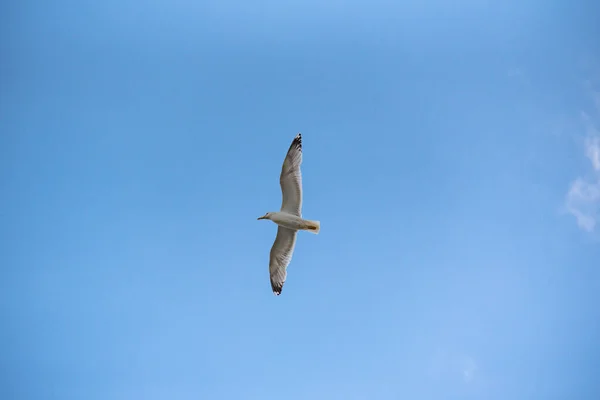 Una Gaviota Vuela Cielo Tormentoso —  Fotos de Stock