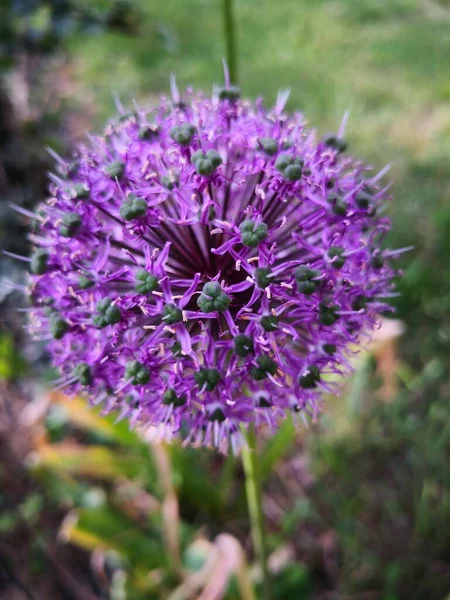 Güzel Mor Allium Çiçeği