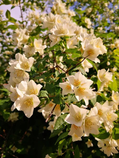 Beautiful White Flowers Leaves — Stock Photo, Image