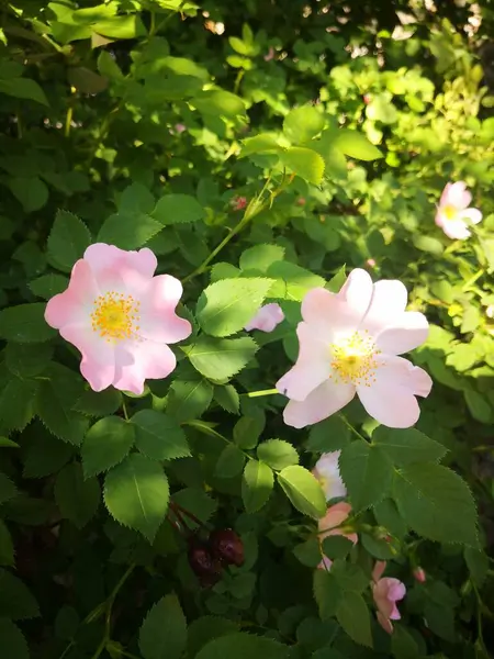 Yapraklı Güzel Pembe Zambaklar