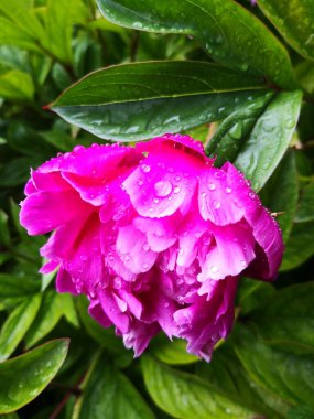 Su Damlalı Pembe Şakayık