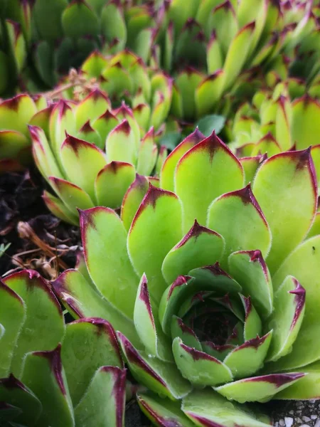 Güzel Sempervivum Houseleek Yakından