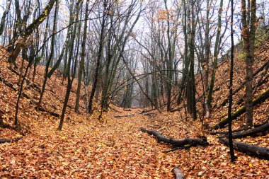 Yaprakları dökülen sonbahar ormanı, vadi