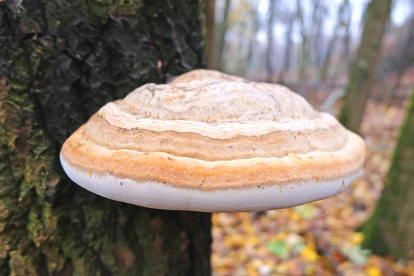 Funghi Pilze Auf Bemoostem Baum Wald — Stockfoto