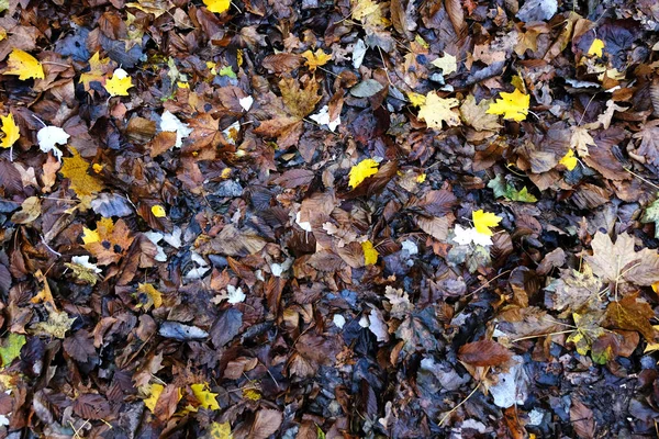 Amarelo Vermelho Folhas Marrons Caídas Árvore Dia Outono — Fotografia de Stock
