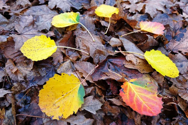 Gelbe Rote Braune Blätter Fallen Einem Herbsttag Vom Baum — Stockfoto