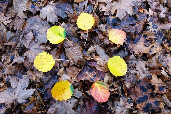 Żółte Czerwone Brązowe Liście Spadły Drzewa Jesienią — Zdjęcie stockowe