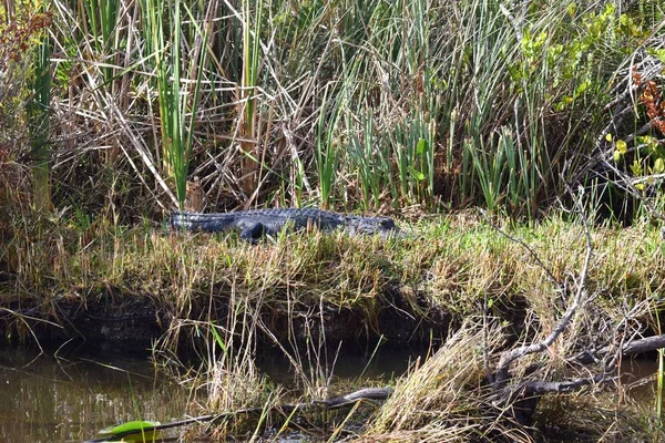 Wilde Alligatoren Everglades Nationalpark Florida — Stockfoto