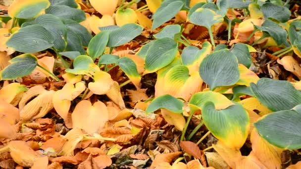 Lindas Folhas Amarelas Outono Magia Natureza — Vídeo de Stock