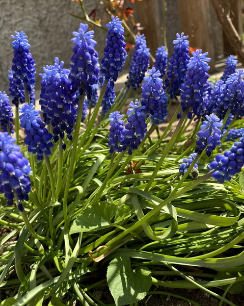 Mavi Muscari çiçekleriyle güzel bir bahar manzarası. Muscari Armeniacum geçmişi. Bahçede açan mavi çiçekler, yaklaşın.